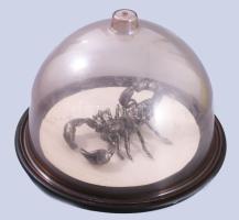 Skorpió témájú dekortárgy, kopással, d: 22 cm, m: 13 cm