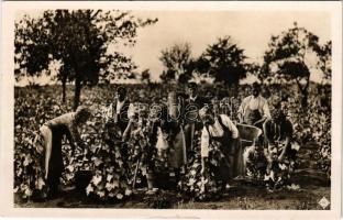 Szekszárd, vidéki szüret (apró szakadás / tiny tear)