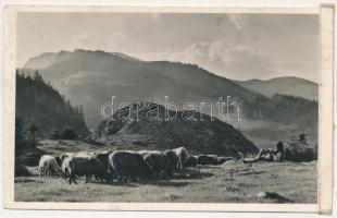 1944 Csíki-havasok, Muntii Ciucului; Csángó pásztor. Andory Aladics Zoltán mérnök felvétele / Transylvanian folklore, Ceangai shepherd (ragasztónyom / glue marks)