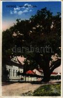 Csurgó, Somogy-Csurgó; 1000 éves tölgyfa. Oszeszly M. Viktor kiadása (EK)