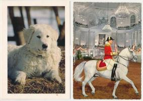 31 db MODERN motívum képeslap: 18 ló és 13 kutya / 31 modern motive postcards: horses, dogs