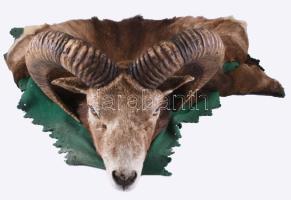 Muflon kos trófea, szakszerűen kikészítve, cca 35x40 cm + szőrme, csigája hossza 54 cm, jó állapotban