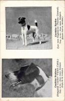 Cserkész Kontyos (Hungarian Cracker - Pardon Caddy.). Cserkész kardos (Leo vom Degermoos - Pardon Caramel). Tenyésztő és tulajdonos Köves Andor. Magyar Foxterrier Tenyésztők Egyesülete. Vajda M. Pál és Raitsits Emil dr. felvételei. Kiadja ifj. Kellner Ernő / Hungarian Fox Terriers (Rb)