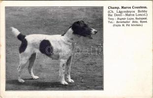 Champ. Maros Countess (Ch. Lágymányos Bobby the Devil - Maros Lonczi). Tenyésztő Bognár Lajos. Tulajdonos Bernthaller Béla. Magyar Foxterrier Tenyésztők Egyesülete. Vajda M. Pál felvétele. Kiadja Ifj. Kellner Ernő / Fox Terrier