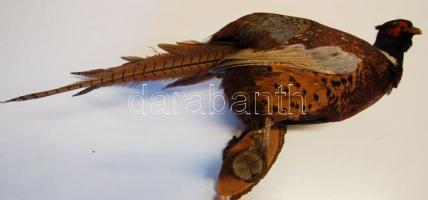 Falra rögzíthető kitömött fácán vadászhagyatékból 65 cm magas