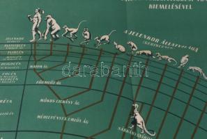 cca 1950 Gerincesek törzsfája, oktató-szemléltető plakát, papír, Athenaeum, hajtásnyomokkal, lapszél...