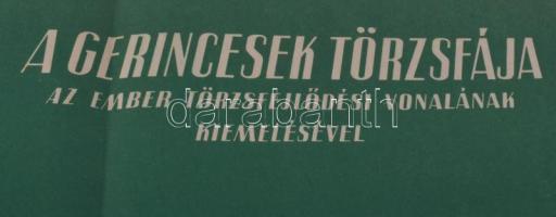 cca 1950 Gerincesek törzsfája, oktató-szemléltető plakát, papír, Athenaeum, hajtásnyomokkal, lapszél...