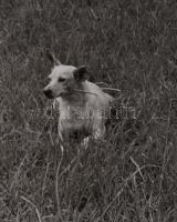 Rosalind Fox Solomon (1930 -2025): Missisipi pár. Jelzett, pecséttel, számozott. ca 1970 Zselatinos ...