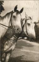 1914 Lovak / Horses (EK)