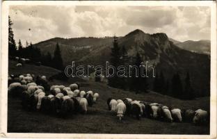 Gyergyószentmiklós, Gheorgheni; Gyilkos-tó környéke, juhnyáj a Gyilkoshegy tövében. Ambrus felvétele / Lacul Rosu (Ghilcos) / flock of sheep, folklore (ragasztónyom / glue marks)