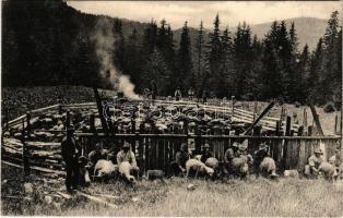 Tiszabogdány, Bogdán, Bohdan; Dojeni ovcí na planine / Juhok fejése a tisztáson / farmers milking the sheep (EK)