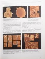 Forró László: A Kárpát-medence állatvilágának kialakulás. A Kárpát-medence állattani értéke és fauná...