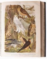 Holodkovszkij, N. A. - Szilantyjev, A. A.: Európa madarai. Gyakorlati ornitológia az európai madarak...