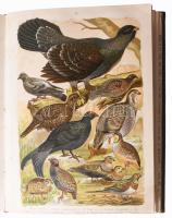 Holodkovszkij, N. A. - Szilantyjev, A. A.: Európa madarai. Gyakorlati ornitológia az európai madarak...