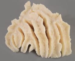 Nagyméretű korall, 23x22 cm