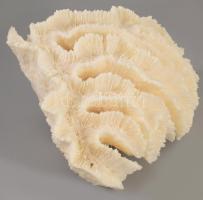 Nagyméretű korall, 23x22 cm