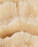 Nagyméretű korall, 23x22 cm