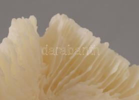 Nagyméretű korall, 23x22 cm