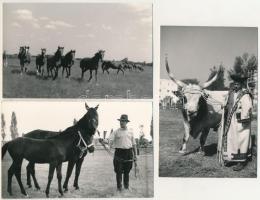 Budapest, Országos Mezőgazdasági Kiállítás - 7 db modern fekete-fehér Képzőművészeti Alap képeslap a...