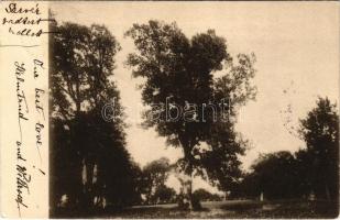 1905 Sárvár, park (EK)