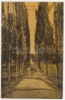 Érsekújvár, Nové Zámky; Vasúti fasor, kerékpáros. W. L. (?) 247. Szivesi kapus kiadása / railway alley, man with bicycle (ázott / wet damage)