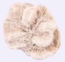 Fehér korall, 7x6 cm