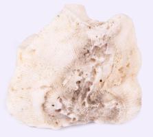 Fehér korall, 7x6 cm