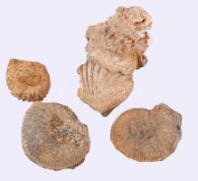 Ammonitesz és kagyló fosszíliák, h: 5 cm alatt