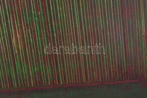 Hajdú László (1938-): Lineáris faktúra, 2006. Akril, vászon. Jelzett a hátoldalán. Reprodukálva a mű...