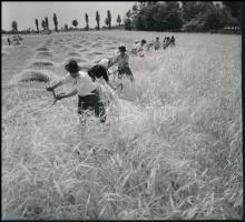 Aratás, jelzés nélküli fotó, 18×20 cm