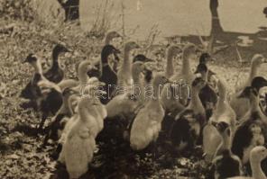 1939 Tarjánné Dvihally Anna (1907-1982): "Reggeli után", fotó kartonon, "B. S. E. Fot...