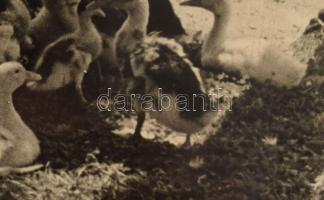 1939 Tarjánné Dvihally Anna (1907-1982): "Reggeli után", fotó kartonon, "B. S. E. Fot...