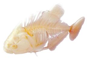 Sötétben világító hal dísz, műanyag, 15x20 cm