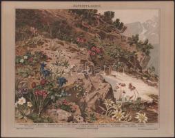 cca 1890-1900 Afrikanischer Löwe (Afrikai oroszlán), Alpenflanzen. Színes litográfia, papír, Lepzig,...