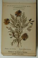 cca 1900 A Szentföld virágai dekoratív füzet szárított virágokkal / Flowers of the Holy-Land booklet...