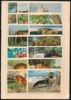 Állatok, kis levélzáró gyűjtemény két oldalas berakólapon