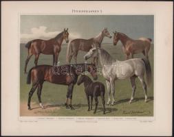 cca 1900 Pferderassen (Lófajták), színes litográfia a Meyers Konversations-Lexikon 5. kiadásából, 24...