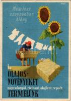 Nem lesz szappanban hiány, ha olajos növényeket, napraforgót, ricinust, olajlent és repcét termelünk...