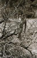 cca 1978 Retro hangulat, szolidan erotikus felvételek, 13 db vintage negatív + 1 db vintage fotó, am...