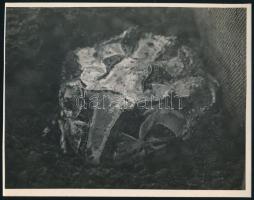 cca 1932 Kinszki Imre (1901-1945): Óriás szarvasbéka, pecséttel jelzett, aláírt vintage fotóművészeti alkotás, 13x16 cm