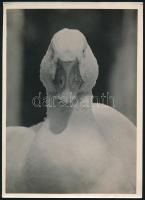 cca 1933 Kinszki Imre (1901-1945) budapesti fotóművész hagyatékából feliratozott vintage fotó, felületén törésvonal, 18x13 cm