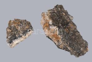 Turritella fosszília, h. 6-10 cm