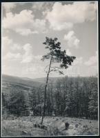 Kálmán Kata (1909-1978): Magányos fa, reprodukciós előhívás, hátoldalon feliratozva, 23×16,5 cm