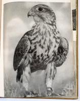 Homoki Nagy István: Szárnyas vadászmesterek. Fotóriport a vadászmadarakról. Írta és fényképezte - -....