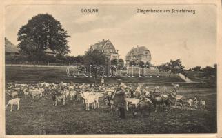 Goslar goat herd by the Schieferweg