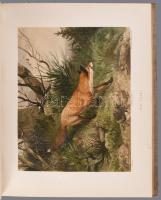 Adolf Müller - Karl Müller: Thiere der Heimath. Bände I-II. Deutschlands Säugethiere und Vögel. Gesc...