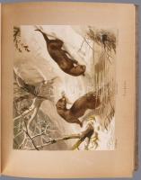 Adolf Müller - Karl Müller: Thiere der Heimath. Bände I-II. Deutschlands Säugethiere und Vögel. Gesc...