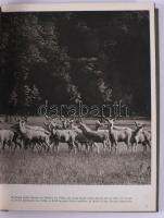 3 db könyv: Karel Novy: A kóbor vadász. Bratislava, 1969, Madách. Kiadói egészvászon-kötés, sérült k...