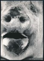 Lucien Hervé/Elkán László (1910-2007): A disznó, aki még nem tudja, hogy emberre hasonlít c., A fran...