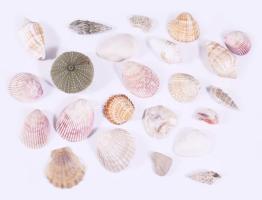 Zacskónyi kagyló, csiga, klf méretben